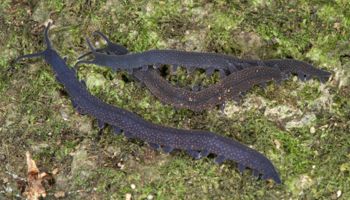 Media type: image; Invertebrate Zoology 29204